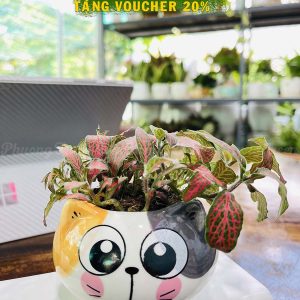 Cây Cẩm Nhung – Cây Mini Để Bàn – Lá Nhỏ Xinh – Chậu Sứ Mini