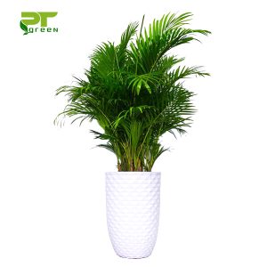 Cây Cau Nhật – Cây Văn Phòng Dáng Sang Trọng – Trồng Chậu – Lọc Không Khí