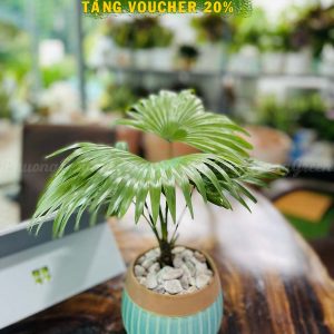 Cây Cọ Để Bàn – Cây Cọ Ta Mini – Trang Trí Bàn Làm Việc – Chậu Sứ