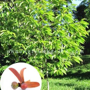Cây Dầu Rái – Cây Công Trình Bóng Mát – Thân Cao Thẳng – Trồng Đường Phố, Dự Án