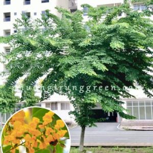Cây Giáng Hương – Cây Công Trình Bóng Mát – Hoa Vàng Thơm – Gỗ Quý