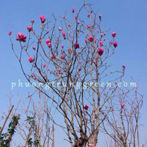 Cây Hoa Mộc Lan – Cây Phong Thủy Có Hoa Thơm – Trồng Sân Vườn, Cảnh Quan