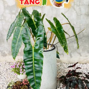 Cây Hồng Hạc – Cây Kiểng Lá Xanh Mướt – Trang Trí Văn Phòng, Nội Thất