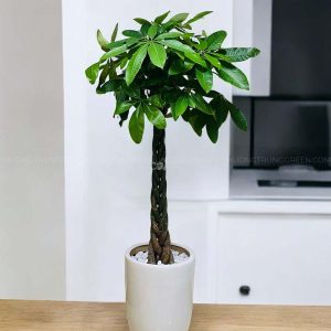 Cây Kim Ngân – Cây Phong Thủy Thân Bện – Trồng Trong Nhà – Chậu Sứ