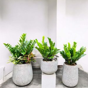 Cây Kim Tiền – Cây Phong Thủy Trồng Trong Nhà – Thanh Lọc Không Khí – Chậu Sứ