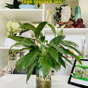 Cây Lan Ý – Cây Để Bàn – Hoa Trắng – Lọc Không Khí – Chậu Sứ Trắng