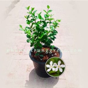Cây Mai Chỉ Thiên – Cây Phong Thủy – Hoa Trắng Tinh Khôi – Trồng Sân Vườn