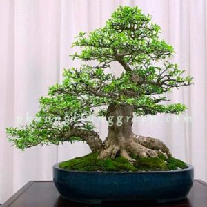 Cây Mai Chiếu Thủy – Cây Phong Thủy Bonsai – Sống Lâu Năm – Trồng Sân Vườn