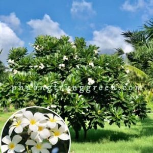 Cây Sứ Đại – Cây Công Trình – Hoa Đẹp Hương Thơm – Trồng Sân Vườn, Cảnh Quan