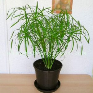 Cây Thủy Trúc – Cây Thủy Sinh Bán Cạn – Dáng Thanh Mảnh – Trồng Hồ, Tiểu Cảnh