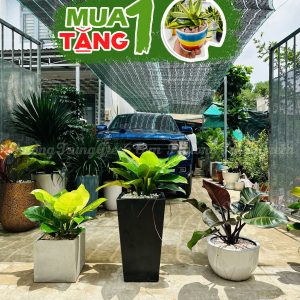 Cây Trầu Bà Đế Vương – Cây Văn Phòng – Lá Xanh Bản To – Thanh Lọc Không Khí