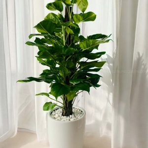 Cây Trầu Bà Leo Cột – Cây Xanh Trang Trí Nội Thất – Dễ Chăm – Trồng Chậu Sứ