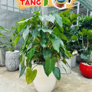 Cây Trầu Bà Tỷ Phú – Cây Kiểng Dạng Bụi – Lá Đẹp – Trang Trí Văn Phòng