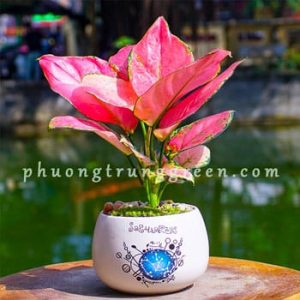 Cây Vạn Lộc – Cây Để Bàn Phong Thủy – Lá Đỏ Hồng – Trồng Đất & Thủy Sinh