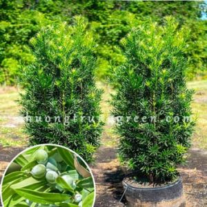 Cây Vạn Niên Tùng – Cây Công Trình Cảnh Quan – Sống Lâu Năm – Dáng Đẹp