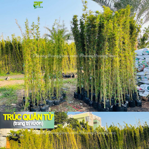 Cây Trúc Quân Tử – Cây Phong Thủy Dạng Bụi – Sinh Trưởng Nhanh – Trồng Hàng Rào